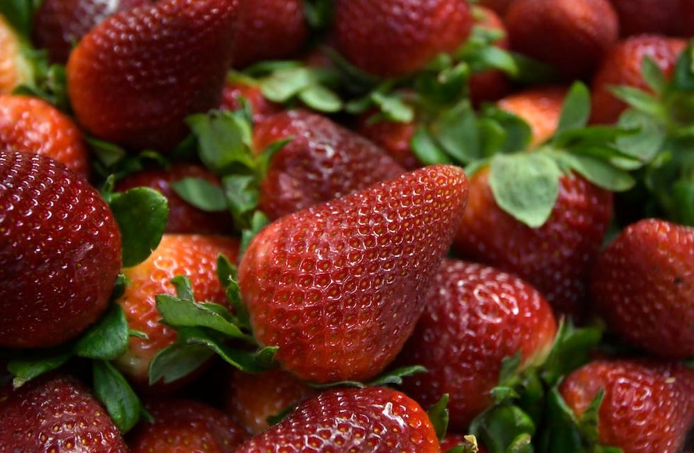 La frutilla es un cultivo que tiene muchas particularidades, y varios eligen hacerlo con sustrato. Foto: Orlando Pelichotti / Los Andes