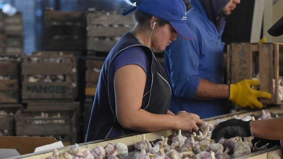 Los sectores del durazno y el ajo, los primeros en reunirse por la ley de “Contratos de Compra y Venta”, no acordaron precios, pero definieron otros planteos para su desarrollo. Cómo continúa el cronograma. / Foto: Gustavo Rogé