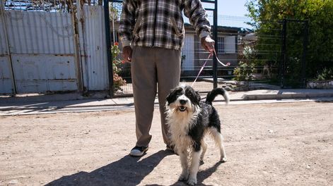 La Ciudad continuará brindando el servicio de salud animal durante la temporada de verano