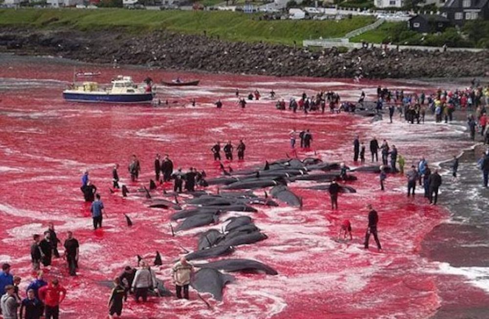 La cruel tradición de Islas Feroe de matar delfines ha recibido repudio mundial. Foto: Twitter @Bravo19703