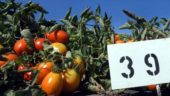 Hay importantes incrementos en el caso del tomate fresco y algunas hortalizas verdes tales como calabacines, pimientos y otros similares.  Orlando Pelichotti / Los Andes