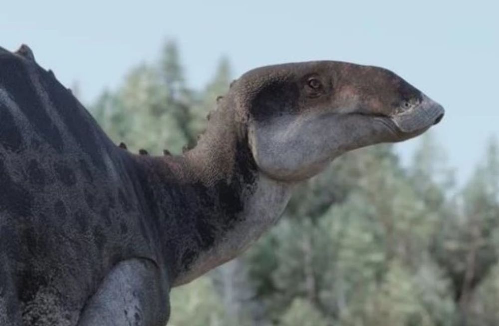 Investigadores de la Universidad de Chile identificaron una nueva especie de dinosaurio pico de pato. Gentileza: La Prensa.