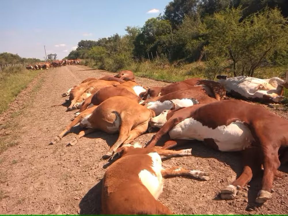 Corrientes: un tendido eléctrico cayó sobre un camino vecinal, mató 16 animales y cuatro personas se salvaron de milagro.