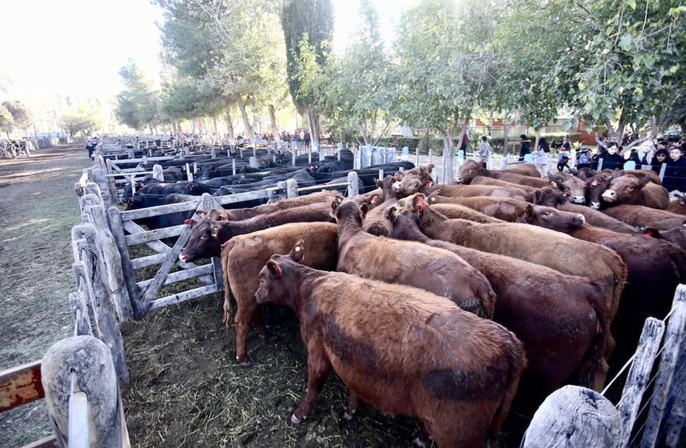 Los terneros que compr&oacute; Scaloni en los corrales de la Fiesta Nacional de la Ganader&iacute;a que salieron a remate.