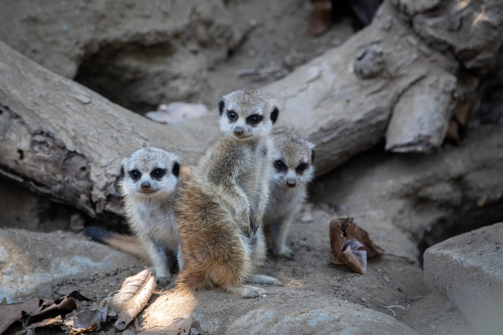 Un zoológico de Países Bajos sacrificó a varios suricatos&nbsp;