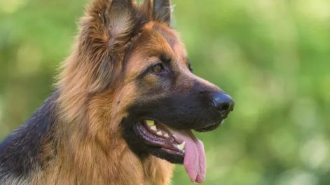 manuel, adiestrador canino, sobre el pastor aleman: no es solo un perro, es una demostracion de fuerza, precision e instinto