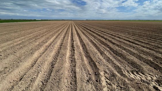 Siembra de ajo: todo lo que tenés que saber para alcanzar el mejor rendimiento
