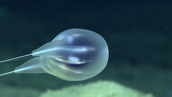 Rareza de la naturaleza: hallaron un “fantasma marino” en Puerto Rico