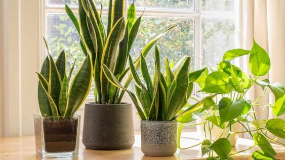 si tu planta crece mucho, pero esta debil, podria tener este problema: las senales de alerta que debes mirar