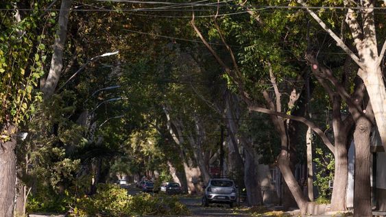 Consejos preventivos frente a la alerta por viento zonda