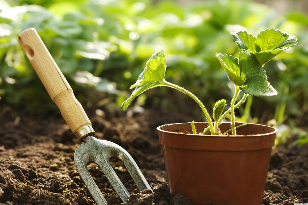 Fertilizante casero que transforma tu jard&iacute;n y mejora tus plantas con jardiner&iacute;a simple.