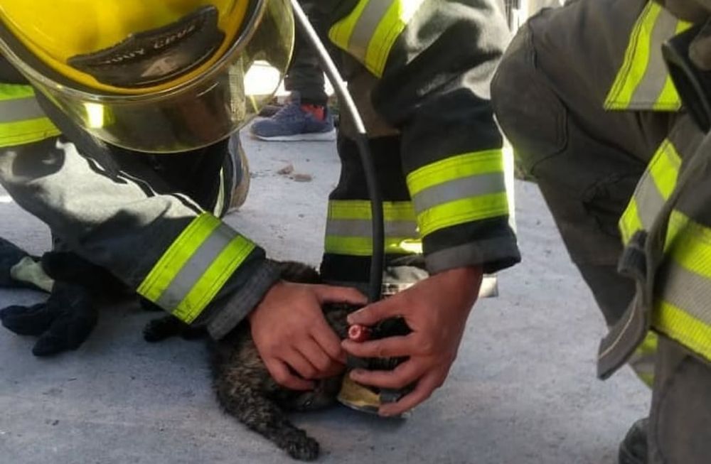 Un grupo de Bomberos de Godoy Cruz extinguió un incendio y rescató a dos gatos y un perro que habían quedado atrapados entre las llamas. Los reanimaron con oxígeno y los derivaron a una veterinaria.