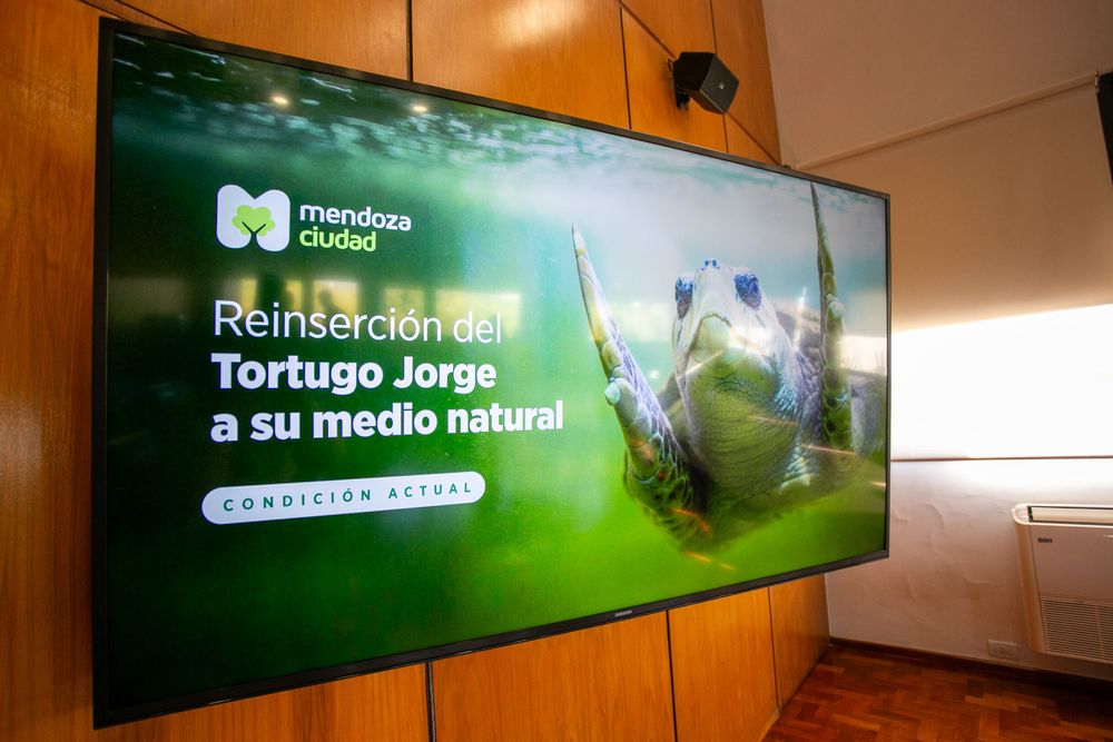 El tortugo Jorge ya tiene fecha para volver al mar: así será esperado y conmovedor operativo