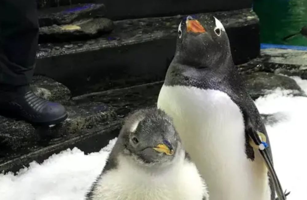 Murió Sphen, el famoso pingüino gay que formó una familia. Foto: X
