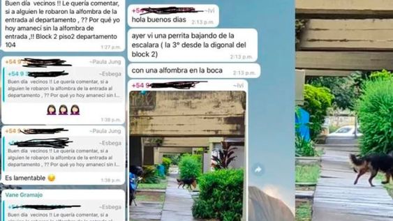 La historia de la mascota ladrona se volvió viral. Foto: Web