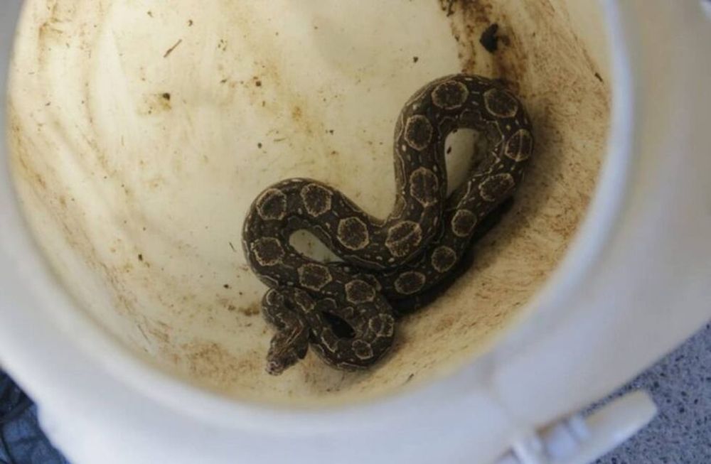Se le apareció una boa en el auto mientras manejaba. Ocurrió en Córdoba.