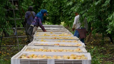 Los Andes | La Dirección de Agricultura pronosticó una cosecha de durazno para industria que rondaría las 98 mil toneladas. Imagen: Gentileza Innovafruit