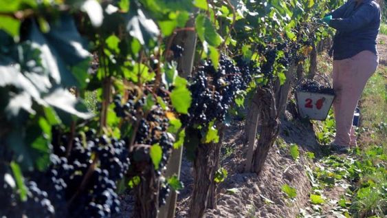 Coviar y el apoyo a pequeños productores