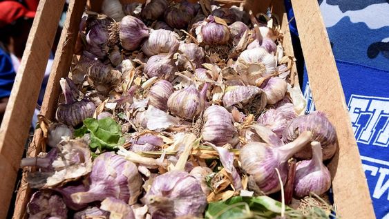 Crece la exportación de ajo, a tres meses del vencimiento de la protección contra el ajo chino