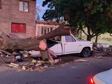 Un árbol cayó sobre una camioneta en Doctor Moreno y Perón (Las Heras), sin heridos