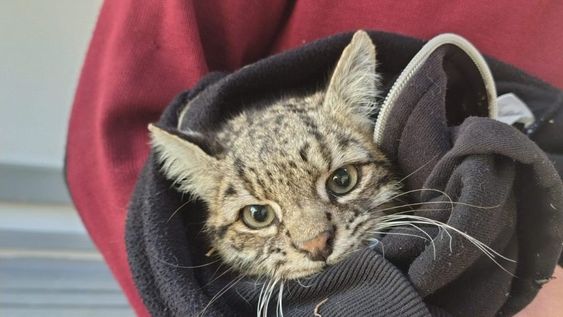 Rescataron a un gato montés herido en Potrerillos y lo trasladaron al Ecoparque