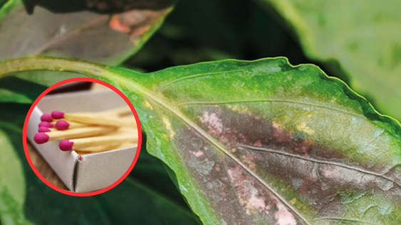 Truco para tus plantas: para qué sirve el fósforo.