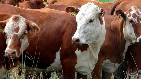 Determinarán los impactos ambientales de la carne bovina