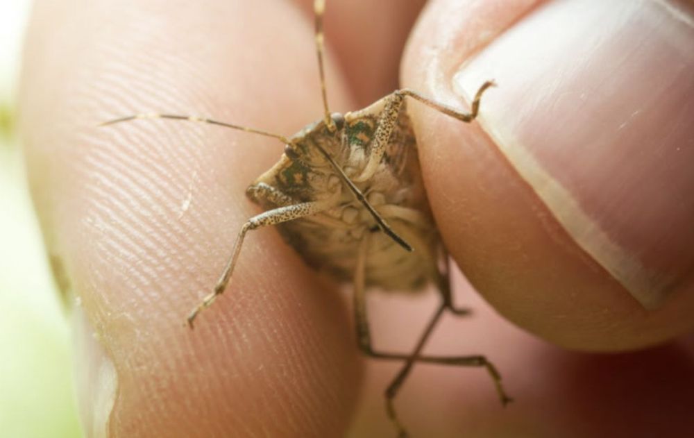 Siguiendo estas acciones dentro de casa se reduce la aparición de estos insectos y se logra un entorno más cómodo durante los meses cálidos.