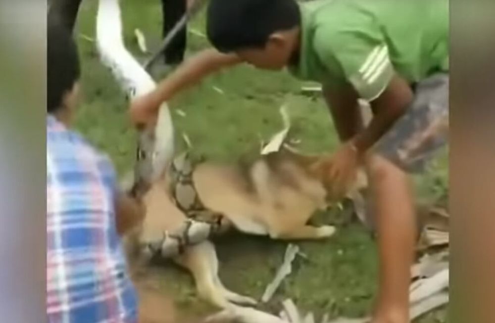 Desesperante video: nenes se lanzan contra una enorme serpiente para salvar a su perro