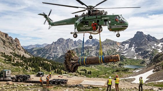 un arbol de 133 anos con nombres tallados podria ser retirado en helicoptero de un bosque protegido: buscan exhibirlo en un museo