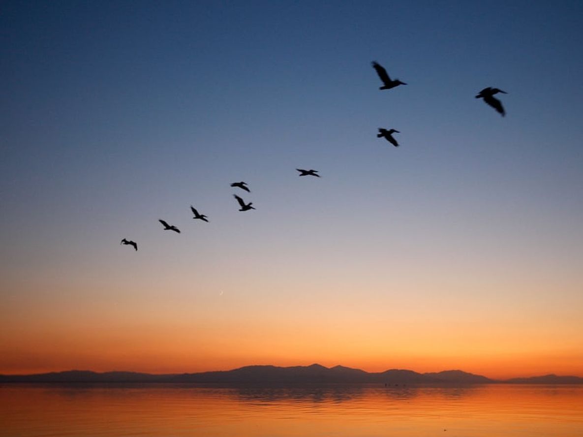 Animaladas - Por Jorge Sosa