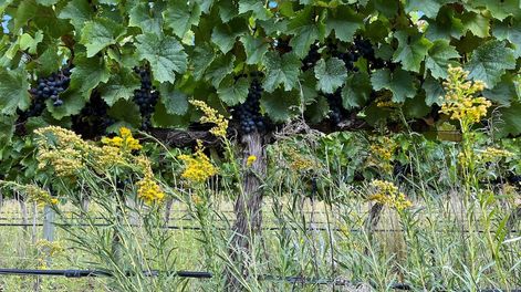El Espinillo, viñedo con manejo organico y regenerativo, sin movimiento de suelo.