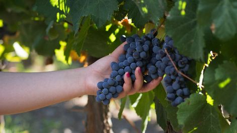 “No hay mercado de uvas” - Por Eduardo Córdoba