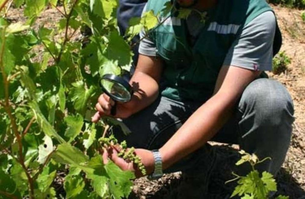Senasa ya lanzó el primer alerta para el control químico-biológico de la polilla de la vid y los productores deberán efectuar la primera aplicación de los productos fitosanitarios cuando el cultivo presente racimos florales visibles.