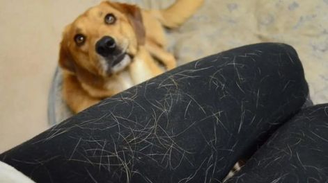 Los Andes | Este es el fácil modo de eliminar los pelos de tu perro de la ropa.