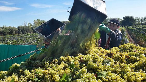 Según las estadísticas del INV, se espera que en Mendoza se cosechen 10.138.700 quintales, cuando hace un año la producción fue de 13.243.217.