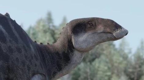 Investigadores de la Universidad de Chile identificaron una nueva especie de dinosaurio pico de pato. Gentileza: La Prensa.