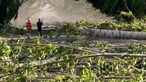 San Carlos: el Zonda provocó la caída de decenas de álamos en Ruta 40 y hay más de 100 autos demorados.