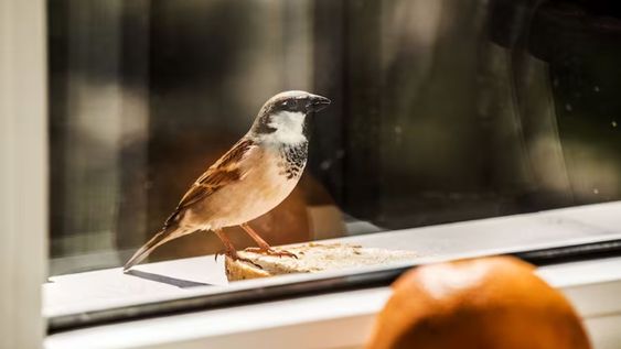 Existen diferentes formas simples para que los pájaros no se confundan por el reflejo del sol y sin gastar dinero.