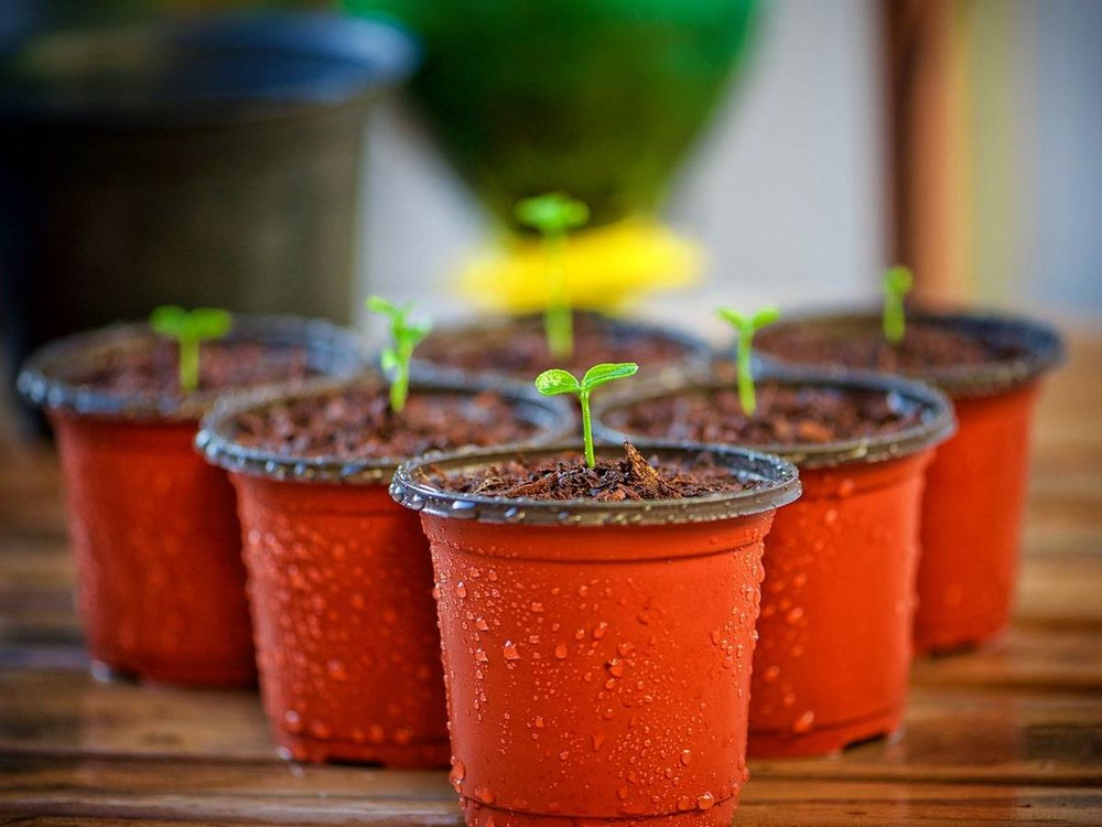 14 semillas ideales para sembrar en primavera y disfrutar frutos frescos o el aroma de tus plantas.