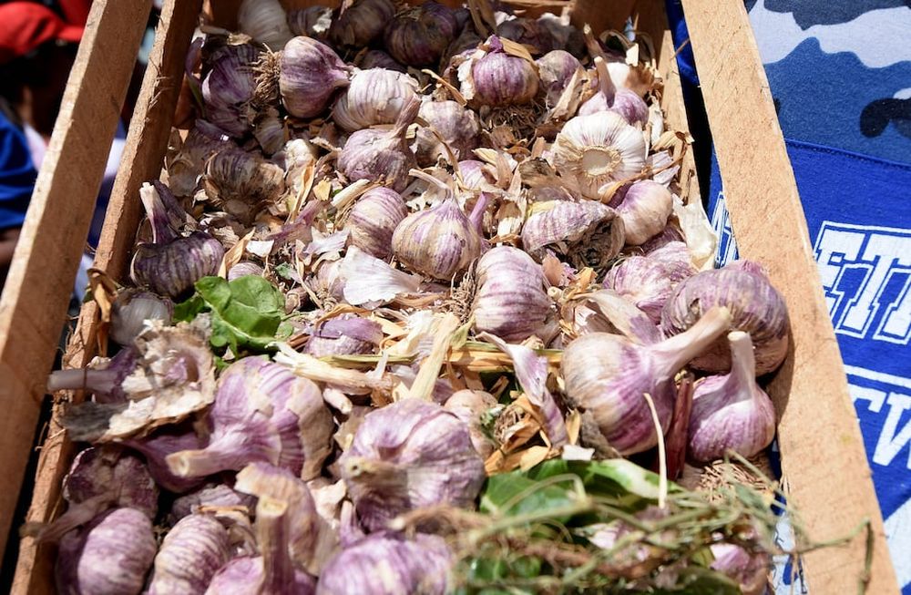 Crece la exportación de ajo, a tres meses del vencimiento de la protección contra el ajo chino