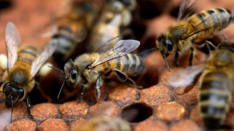 Francia prohíbe pesticidas por posible “holocausto apícola”