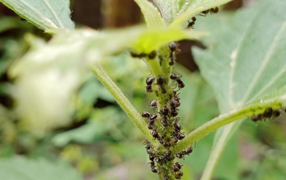 Para alejar a los insectos fácilmente, deberás mantener el jardín limpio, retirar hojas secas y podar las ramas más afectadas. Para alejar a los insectos fácilmente, deberás mantener el jardín limpio, retirar hojas secas y podar las ramas más afectadas.