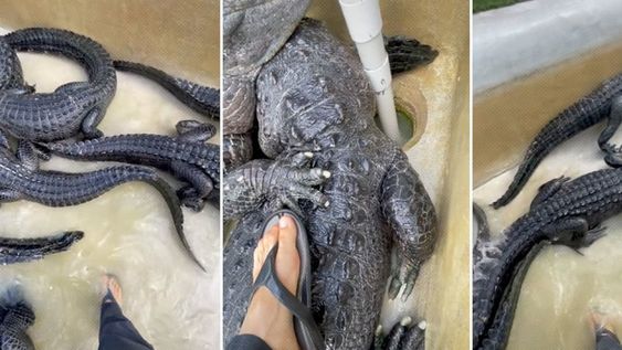 Christopher Gilette, un biólogo que se dedica a investigar la vida silvestre, se animó a entrar en un piscina llena de cocodrilos y filmó su reacción. Foto: Captura de video
