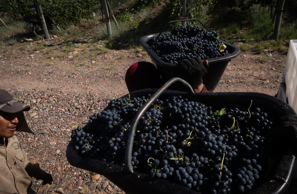 Vendimia 2022Cosecha varietal Syrah en Finca del Inca, Barrancas, MaipúFoto: Ignacio Blanco / Los Andes