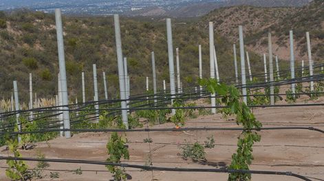 Los Andes | Viñedos del piedemonteLos viñedos más altos de la zona urbana se encuentran en el piedemonte de Capital y Godoy Cruz. Viñedos de Emanuel Richardi en el oeste de Godoy Cruz. Foto: Marcelo Rolland / Los Andes