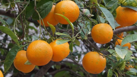 El árbol que da frutas y es significado de abundancia.&nbsp;