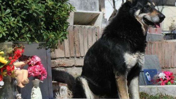 Capitán, un amigo fiel