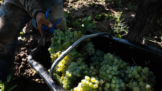 El proyecto es que dentro de cinco temporadas todos nuestros viñedos puedan ser orgánicos comenta Alberto Arizu. Foto: Ignacio Blanco / Los Andes