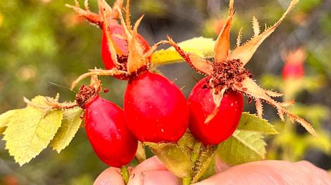 Los Andes | Rosa mosqueta, el arbusto invasor usado para dulce y cosmética natural que pone en peligro a humedales. Foto: Gentileza